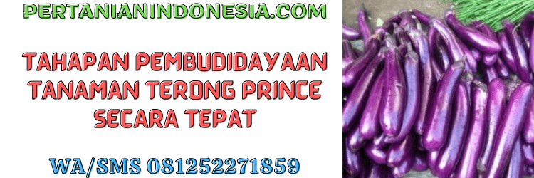 tahapan,budidaya,tanaman,budidaya terong,pertanian indonesia